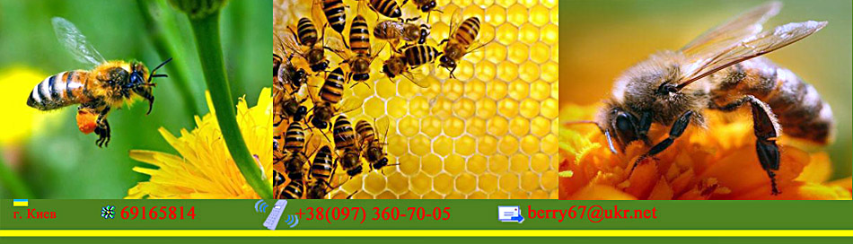 Продукты пчеловодства и изготовление улья для пчел