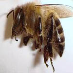 настойка пчелиного подмора пчелиный подмор 